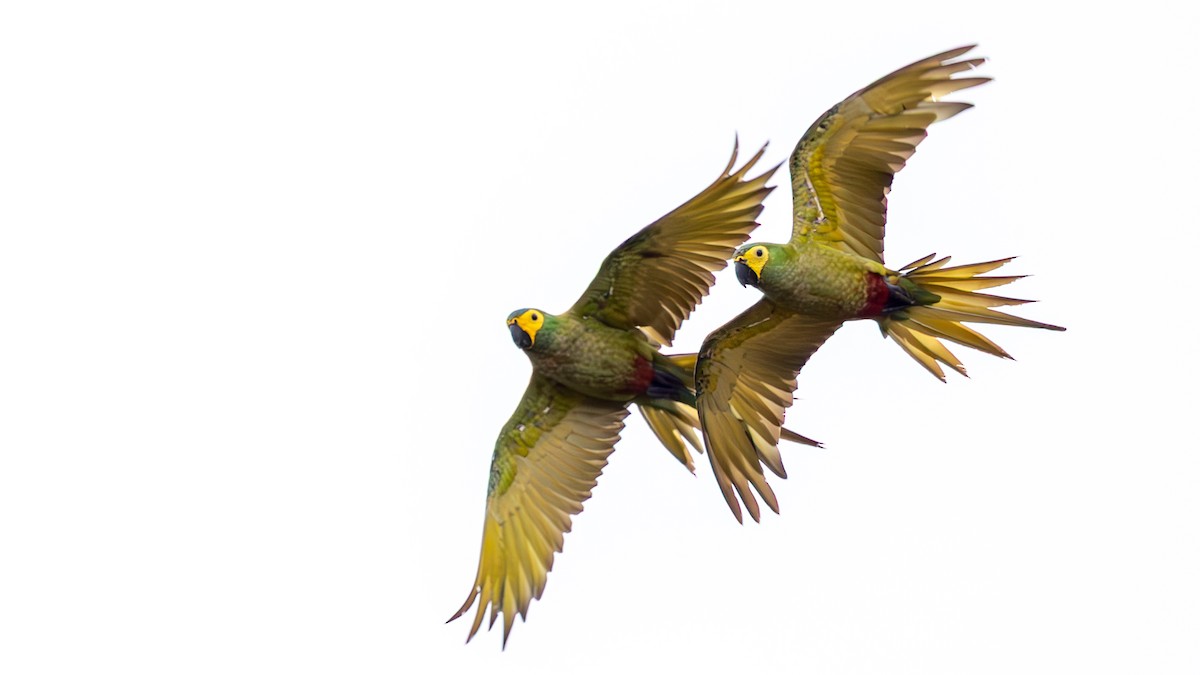 ズグロヒメコンゴウインコ - ML645429459