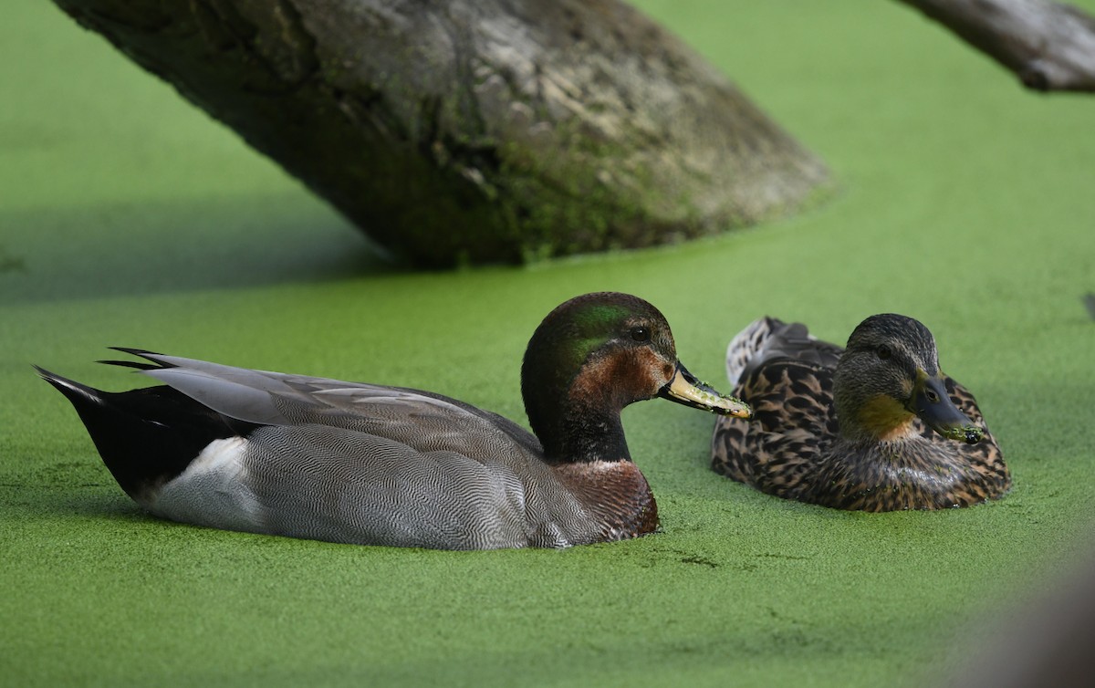 雑種 オカヨシガモ ｘ マガモ - ML645429460