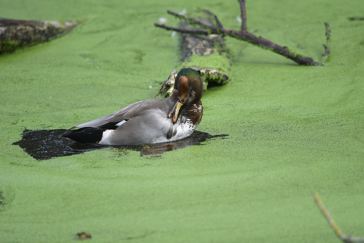 雑種 オカヨシガモ ｘ マガモ - ML645429461