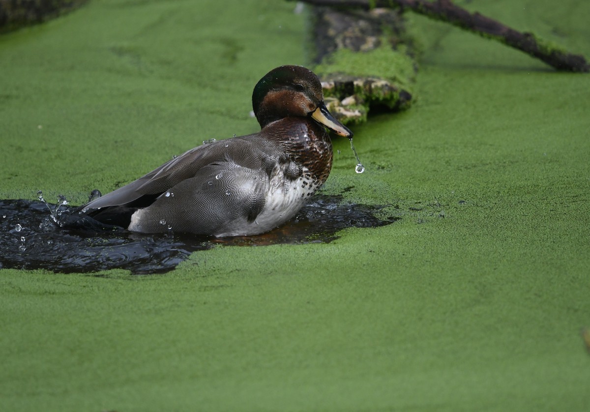 雑種 オカヨシガモ ｘ マガモ - ML645429462