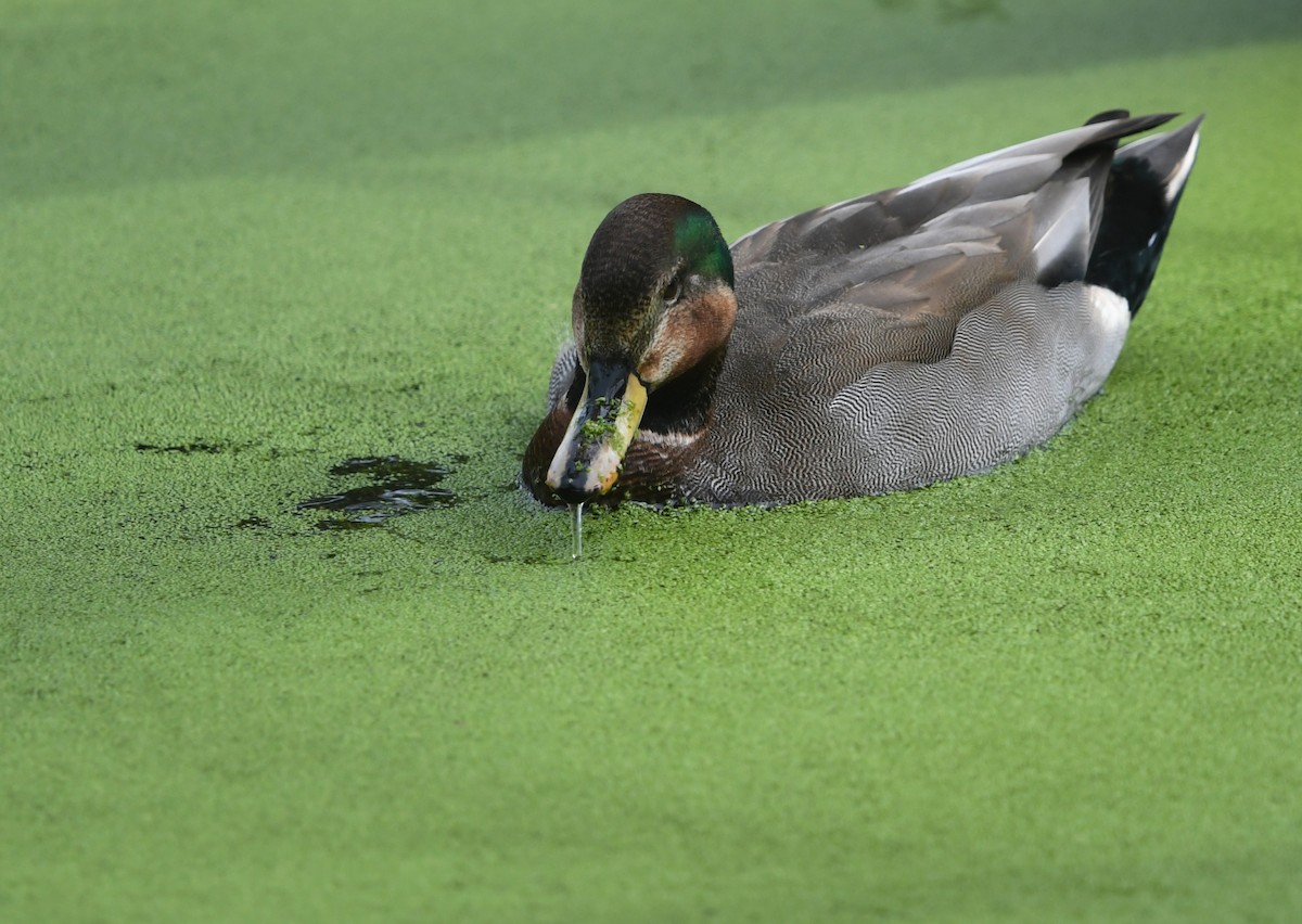 雑種 オカヨシガモ ｘ マガモ - ML645429463