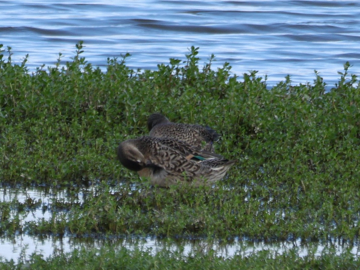 コガモ - ML645429464