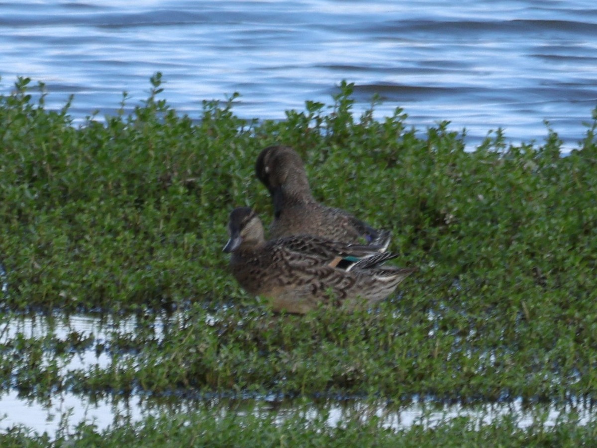 コガモ - ML645429465