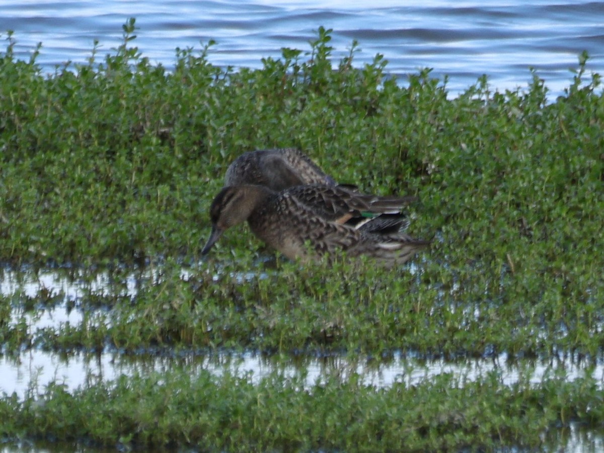 コガモ - ML645429466