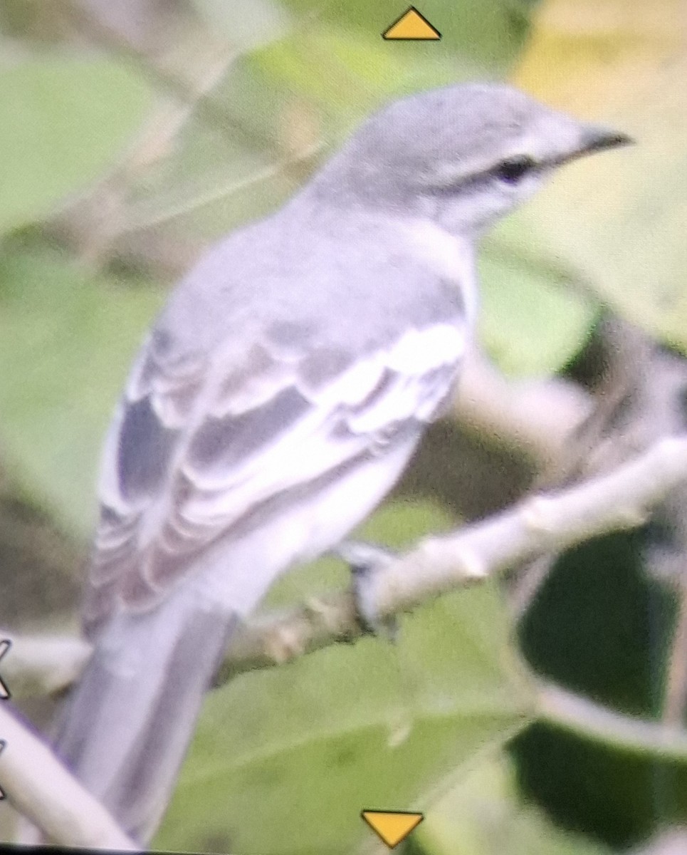 マダラナキサンショウクイ - ML645429467