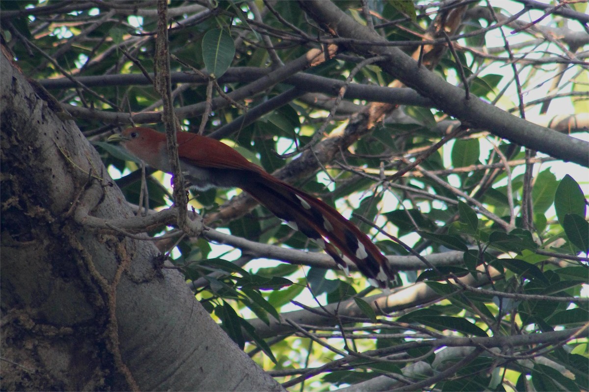 Mexican Squirrel-Cuckoo - ML645429468