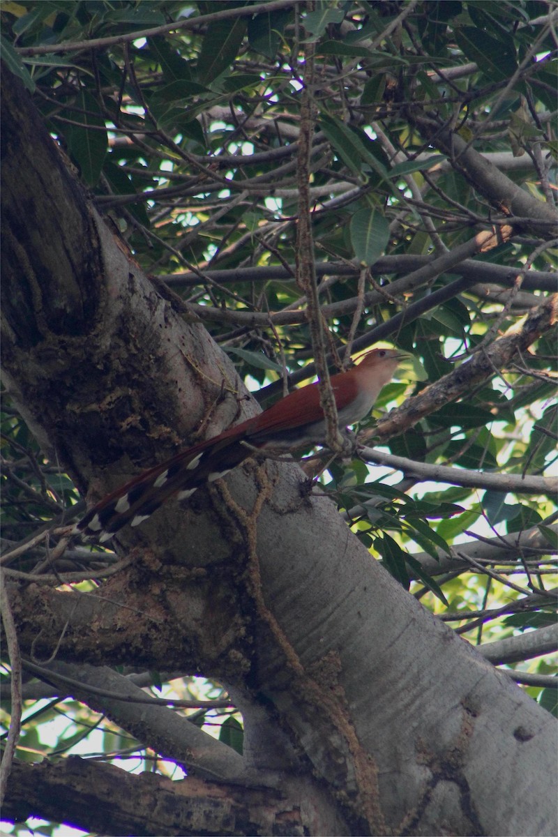 Mexican Squirrel-Cuckoo - ML645429469