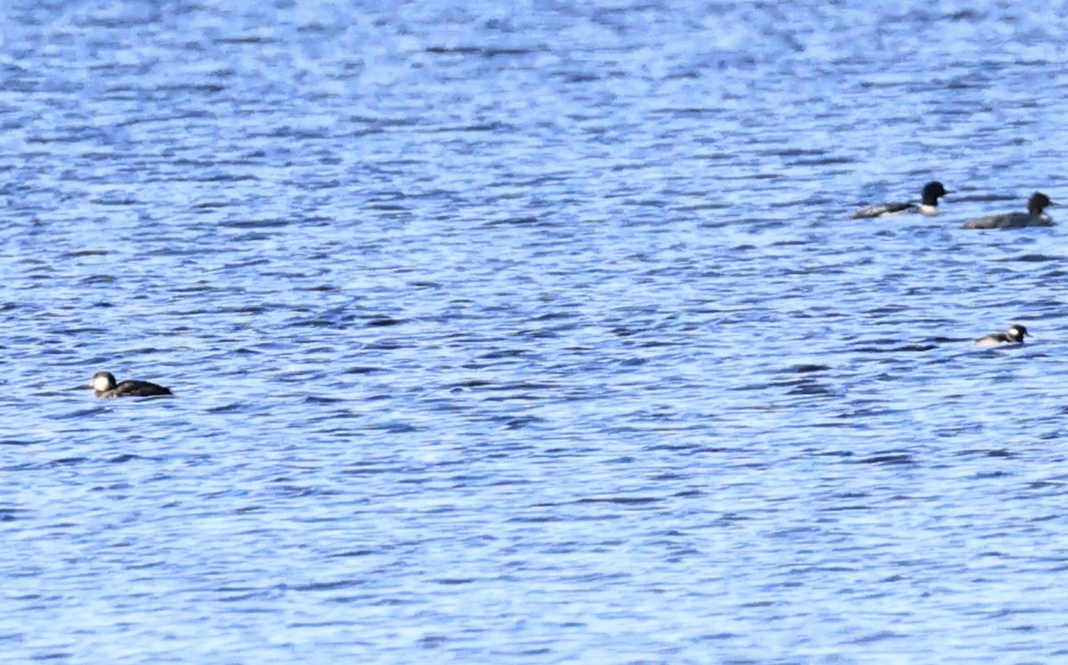 turpan žlutozobý - ML645429470