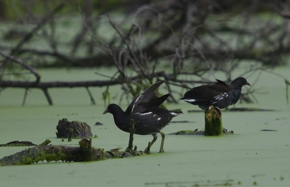 アメリカバン - ML645429471