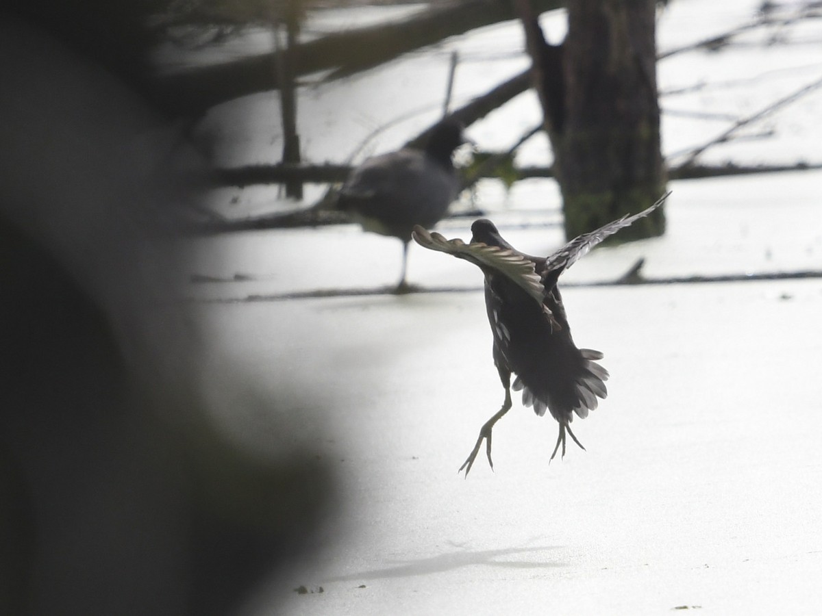 アメリカバン - ML645429472