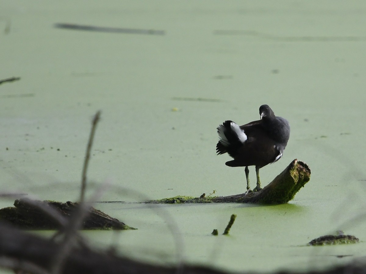 アメリカバン - ML645429473