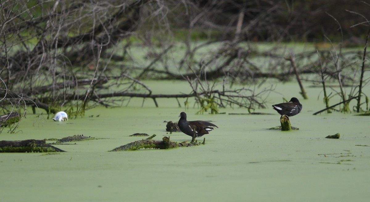 アメリカバン - ML645429474