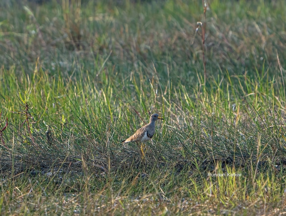Gray-headed Lapwing - ML645429475