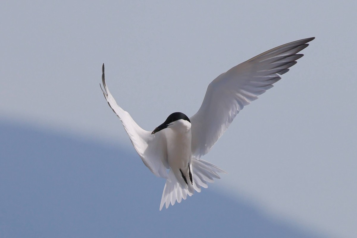 オーストラリアハシブトアジサシ - ML645429476