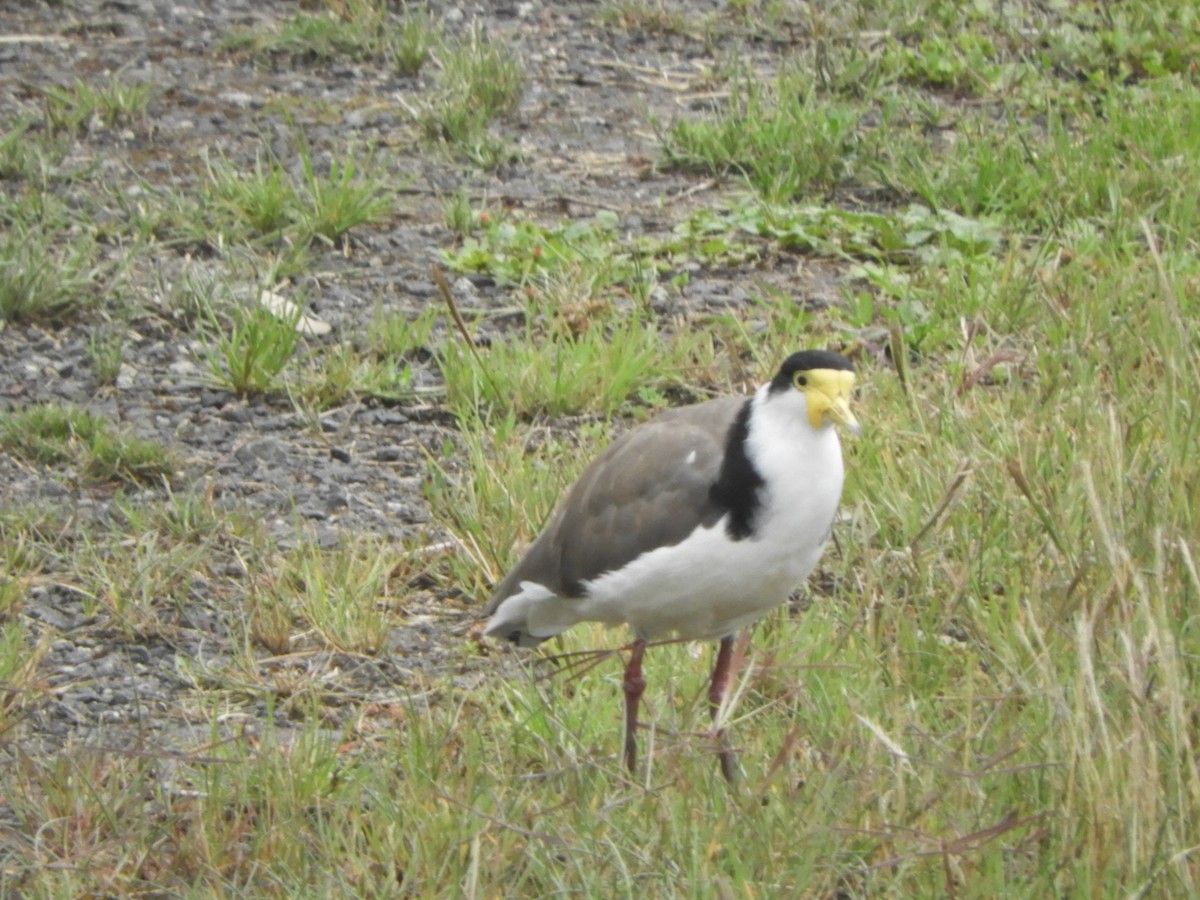 čejka australská - ML645429477