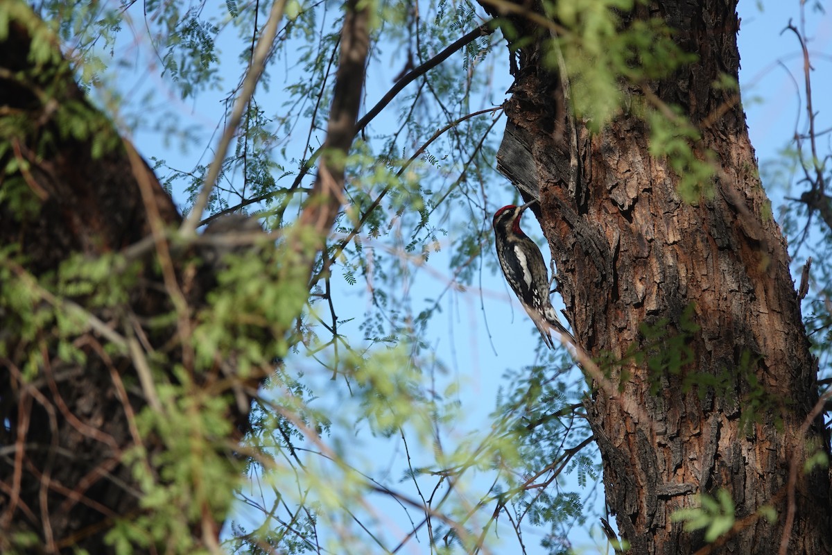 アカエリシルスイキツツキ - ML645429478