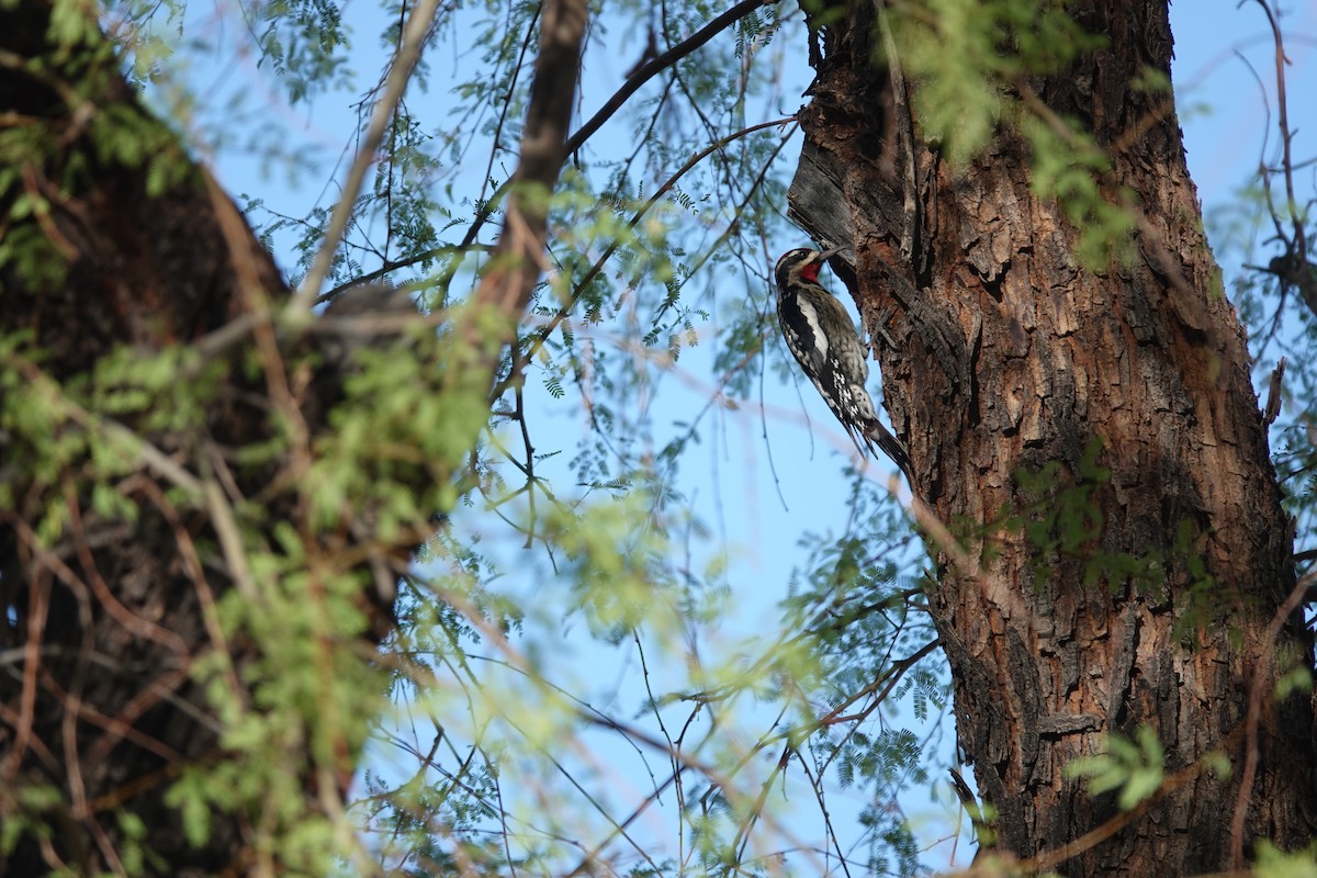 アカエリシルスイキツツキ - ML645429479