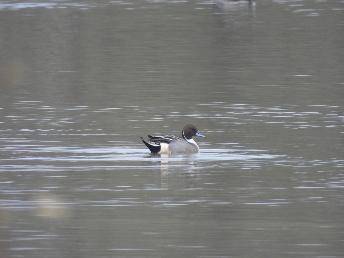 オナガガモ - ML645429483