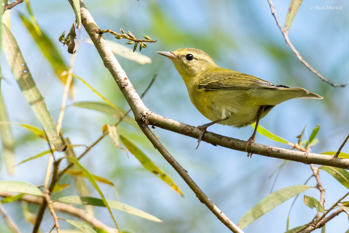 マミジロアメリカムシクイ - ML645429484