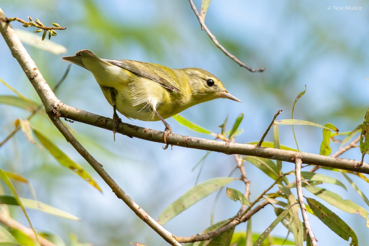 マミジロアメリカムシクイ - ML645429485