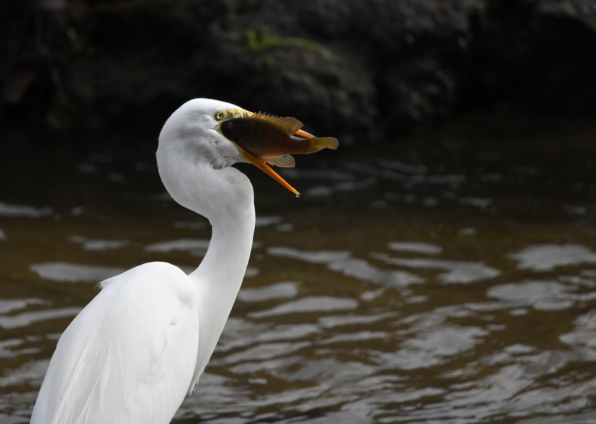 ダイサギ - ML645429486