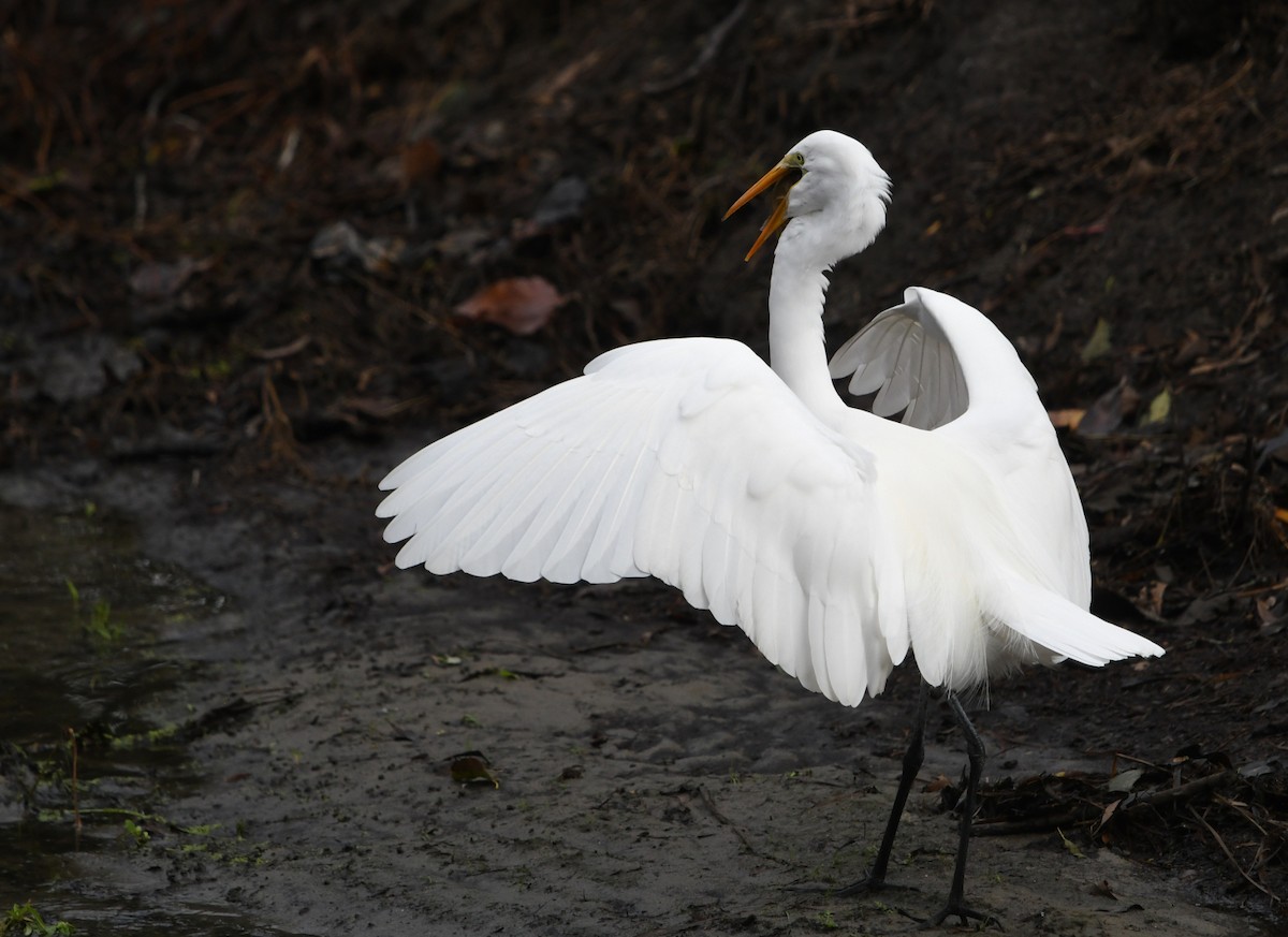 ダイサギ - ML645429487