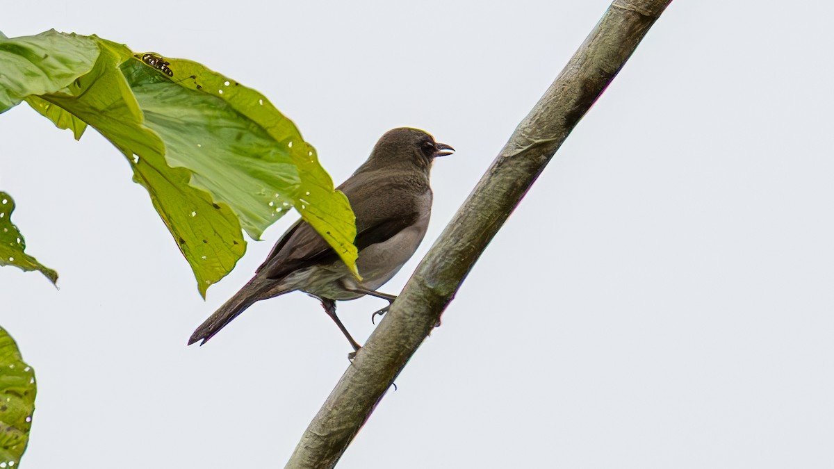 ハシグロムジツグミ - ML645429489