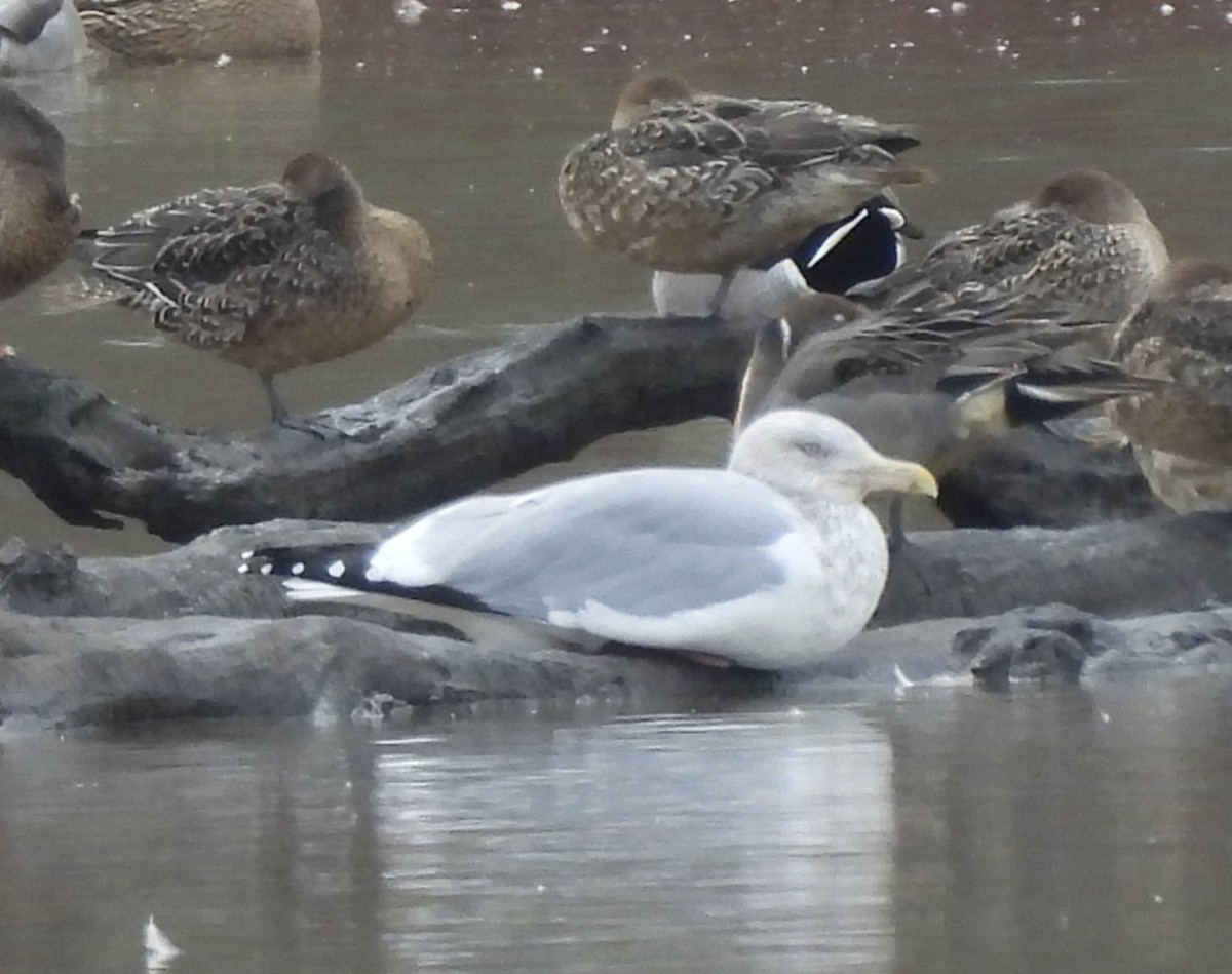 アメリカセグロカモメ - ML645429490