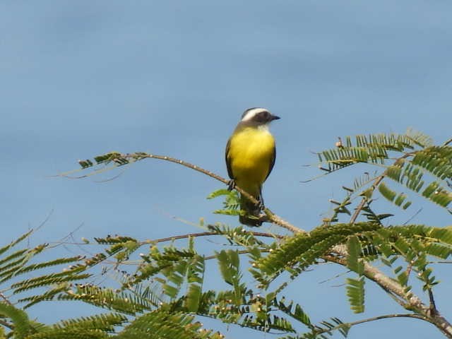 Sosyal Tiran - ML645429498