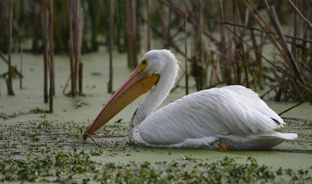 Amerika Pelikanı - ML645429502