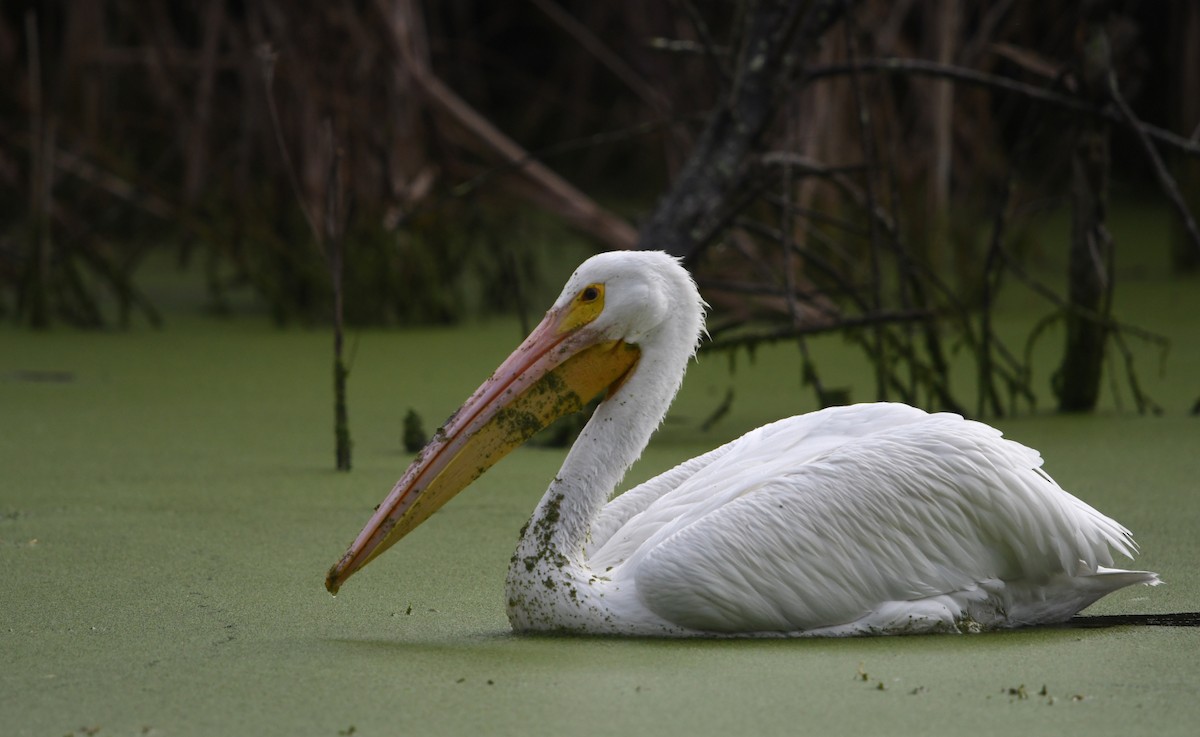 Amerika Pelikanı - ML645429503