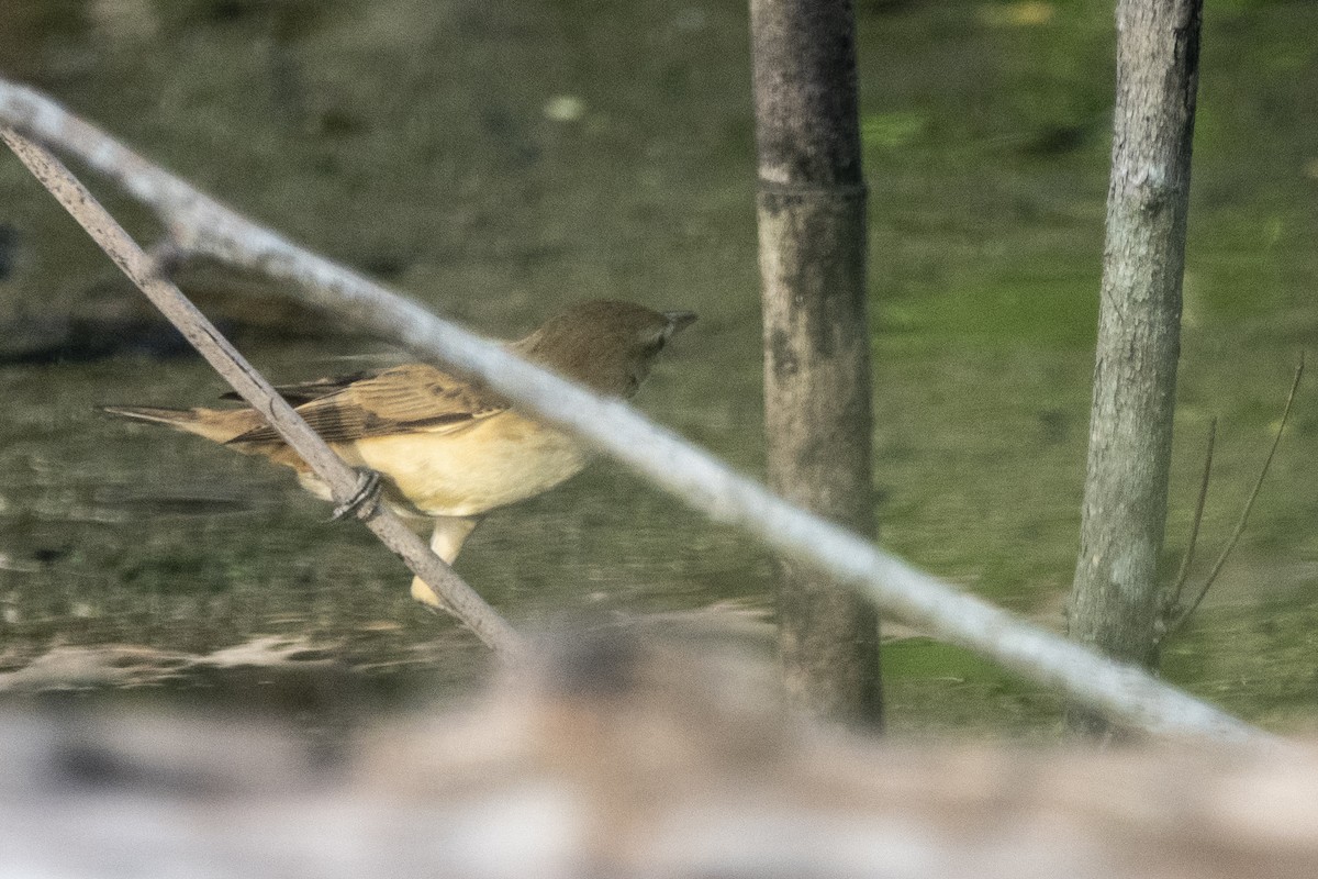 rákosník východní - ML645429505