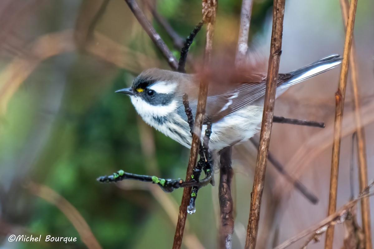 Black-throated Gray Warbler - ML645429511
