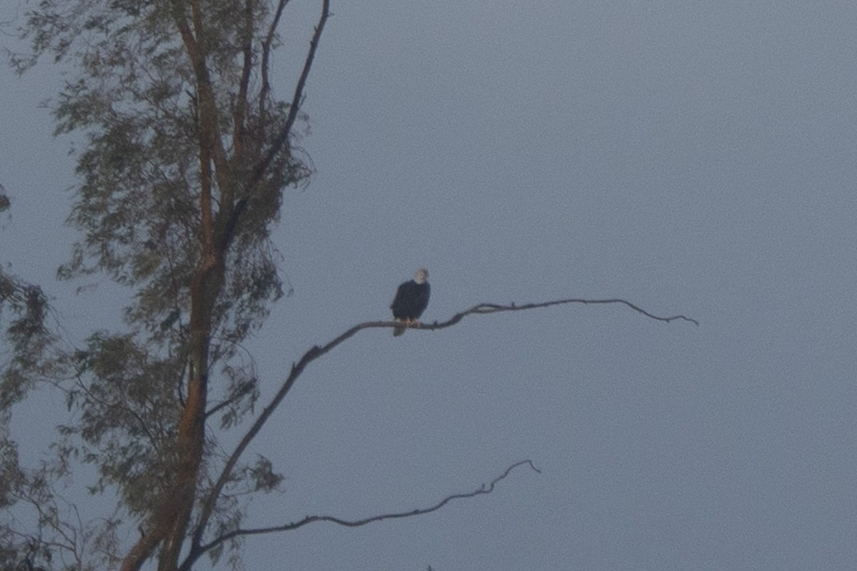 ハクトウワシ - ML645429520