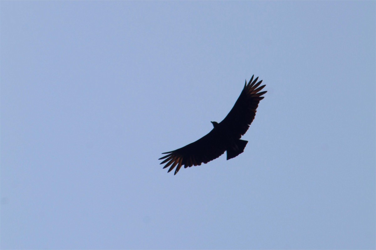 Black Vulture - ML645429521