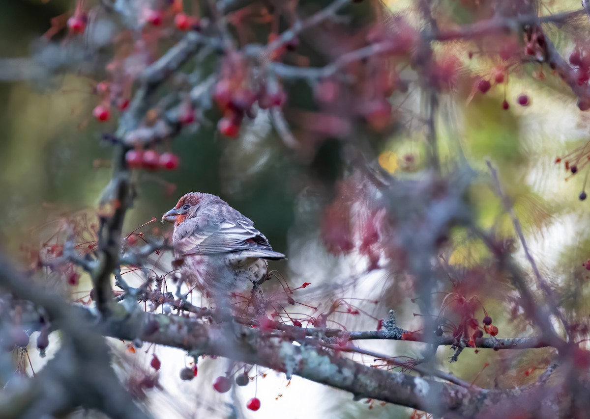 Gorrión Común - ML645429523