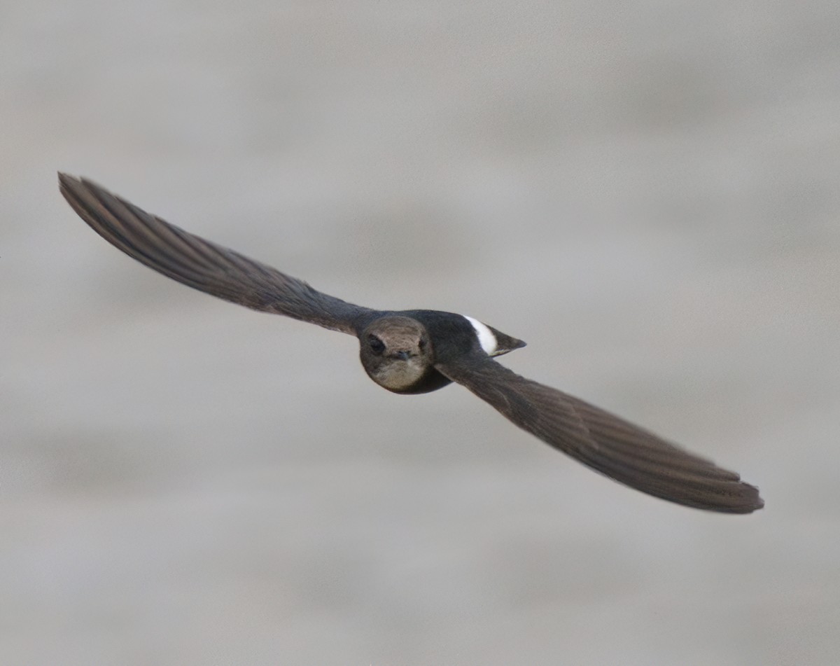 rorýs domovní - ML645429524