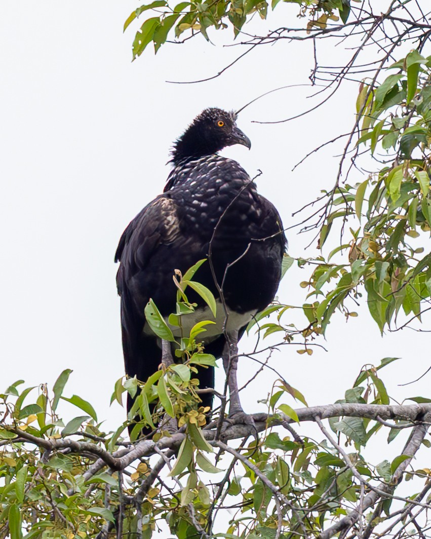 Horned Screamer - ML645429543