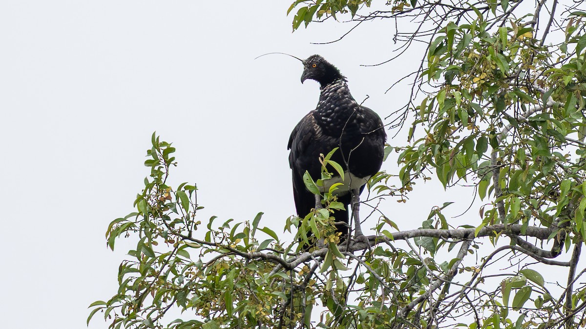 Horned Screamer - ML645429544