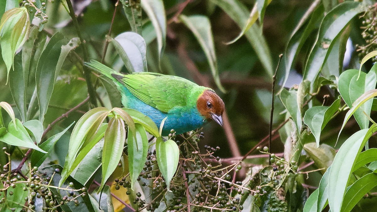 Tangara Cabecibaya - ML645429546