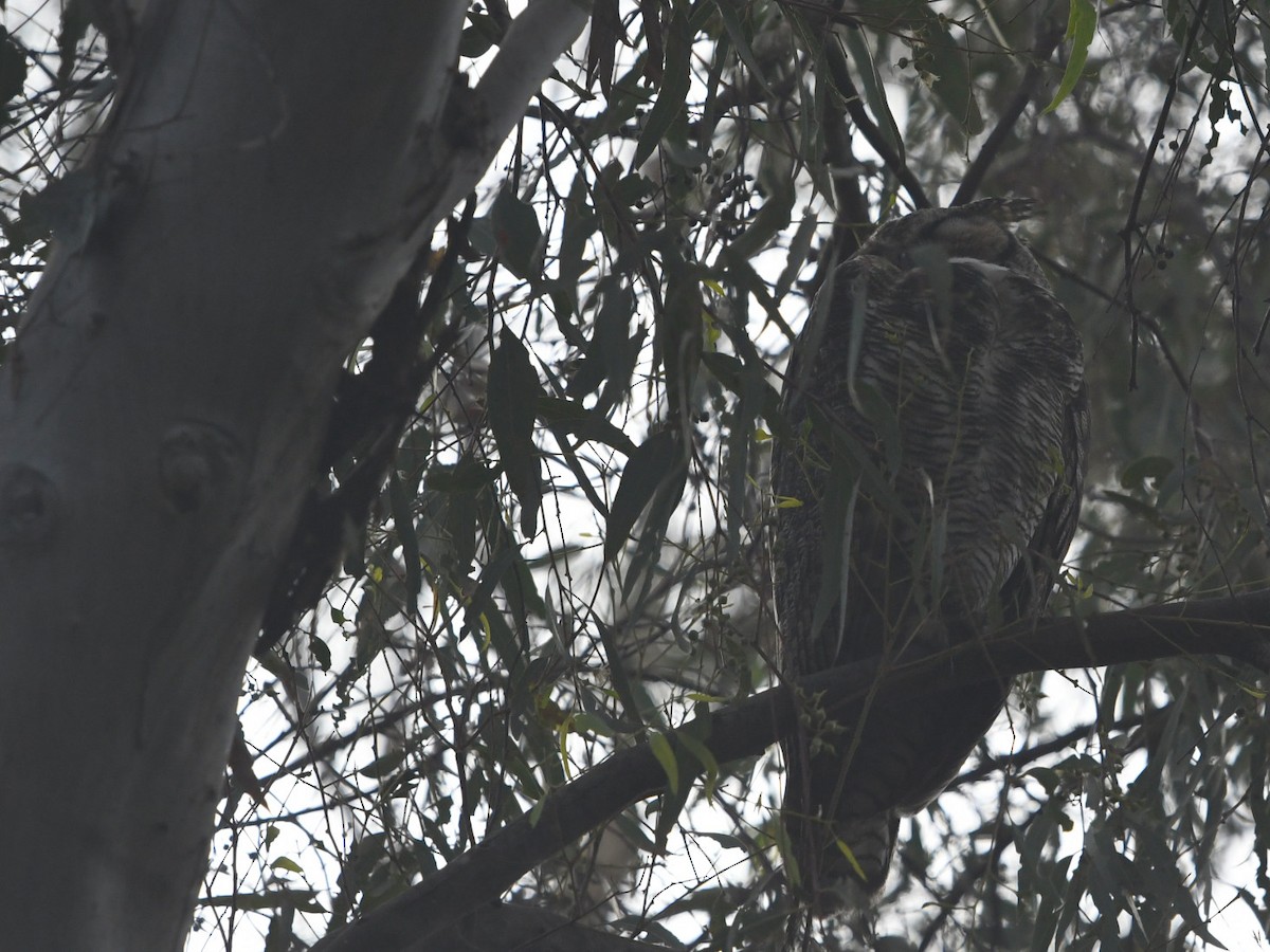 Great Horned Owl - ML645429555