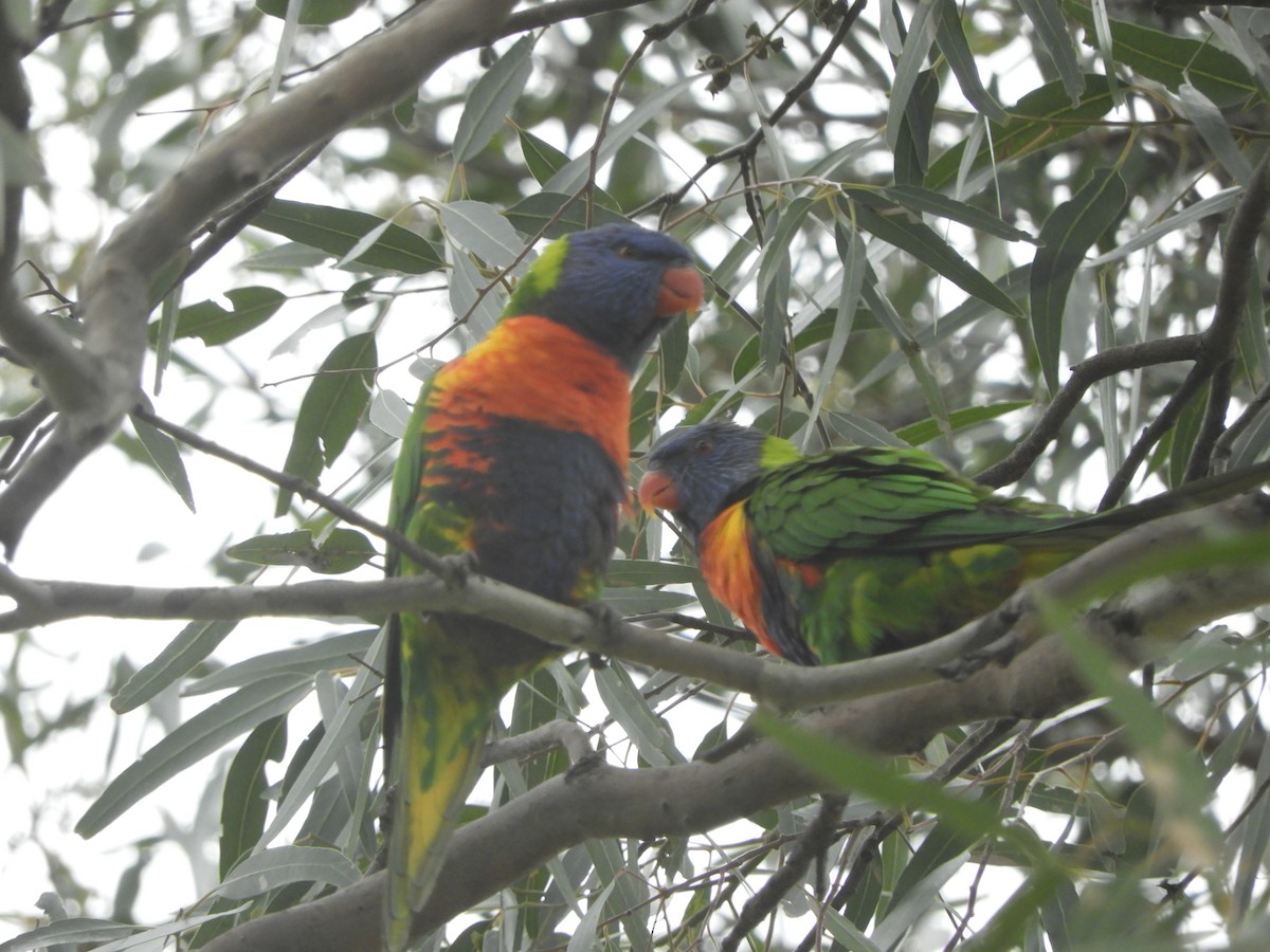 Rainbow Lorikeet - ML645429556