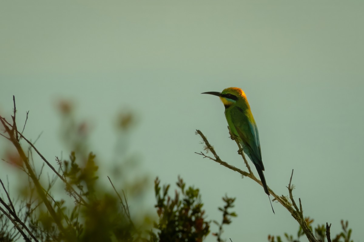 Rainbow Bee-eater - ML645429557