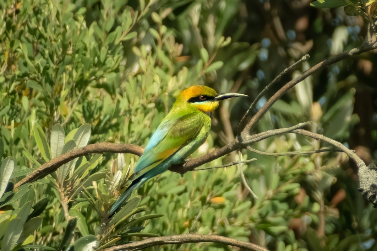 Rainbow Bee-eater - ML645429558