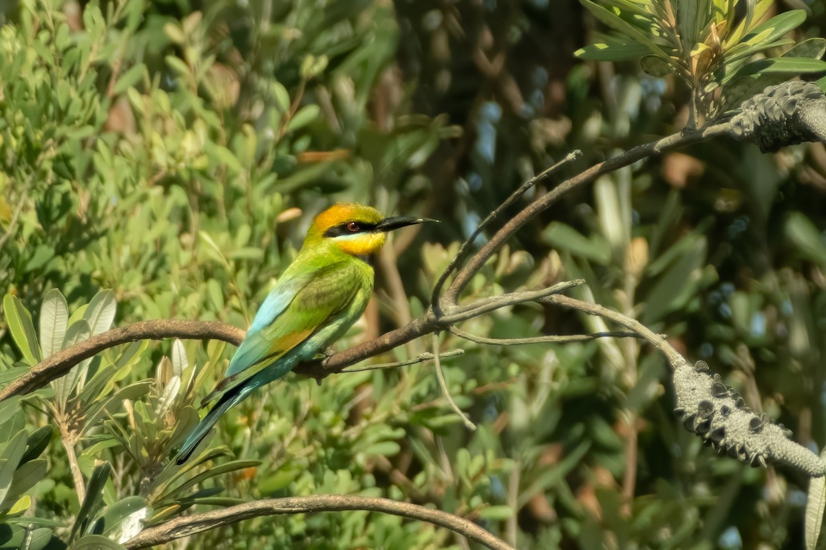 Rainbow Bee-eater - ML645429559