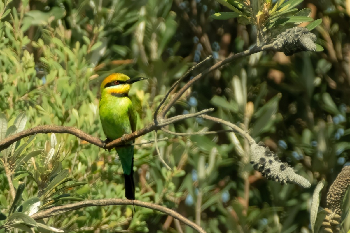 Rainbow Bee-eater - ML645429560