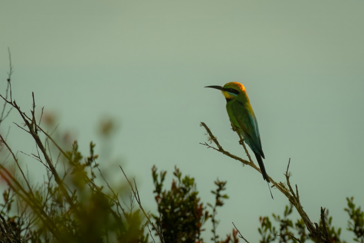 Rainbow Bee-eater - ML645429561