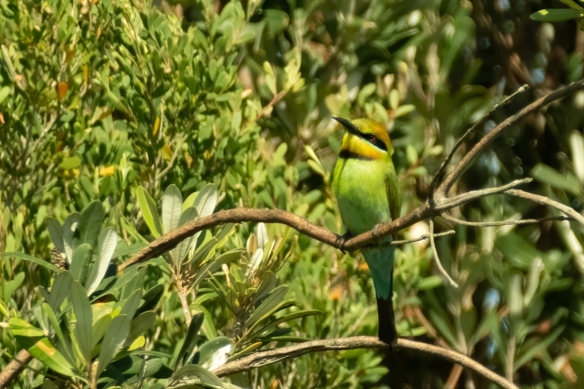 Rainbow Bee-eater - ML645429562