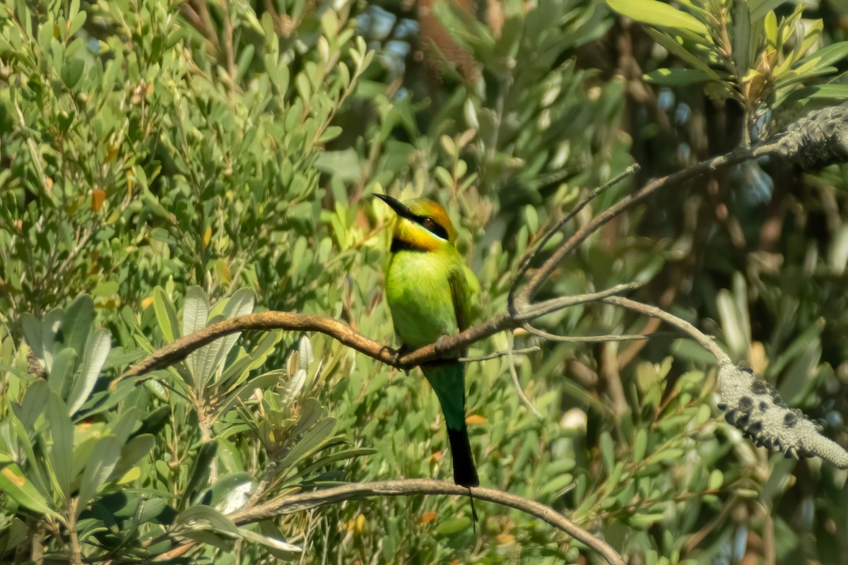 Rainbow Bee-eater - ML645429563