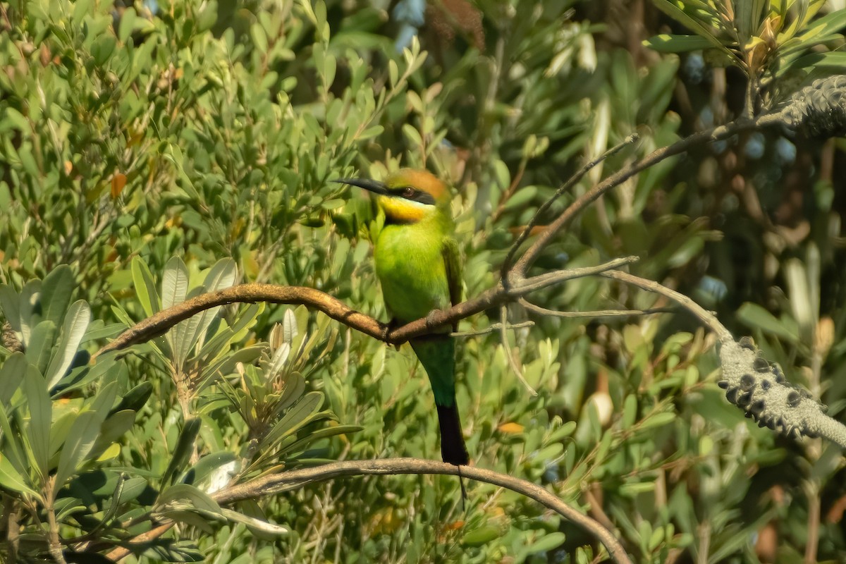 Rainbow Bee-eater - ML645429564